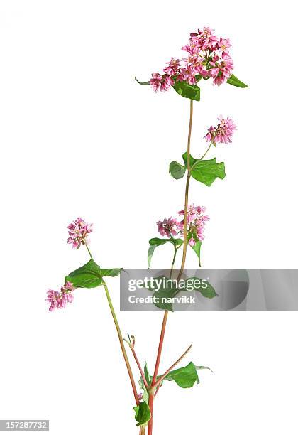 buckwheat plant - buckwheat stock pictures, royalty-free photos & images