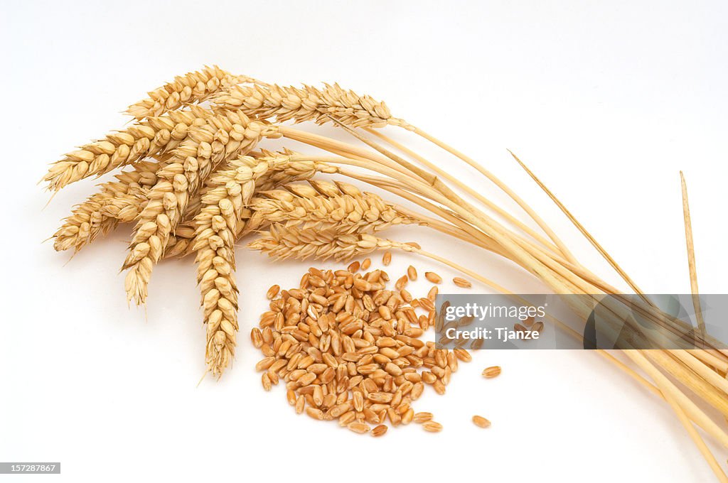 Bunch of wheat against a white background
