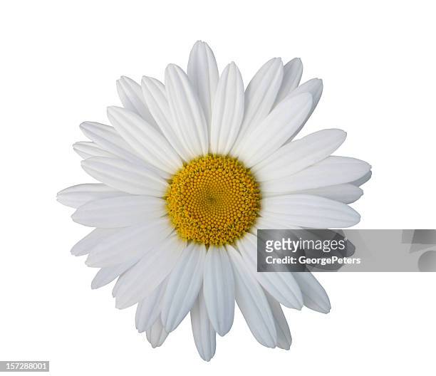 gänseblümchen, isoliert mit clipping path - chrysanthemum superbum stock-fotos und bilder