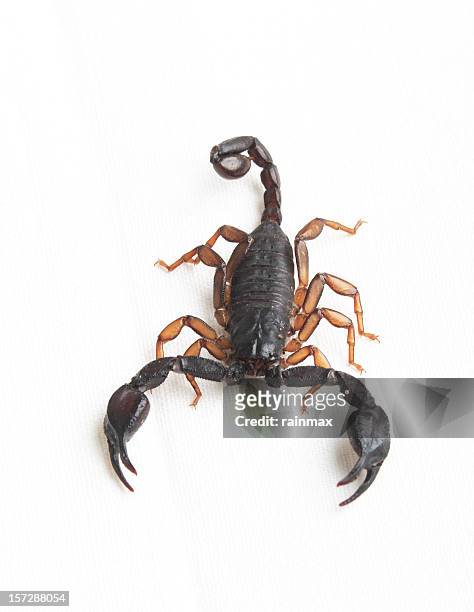 scorpius - scorpions foto e immagini stock