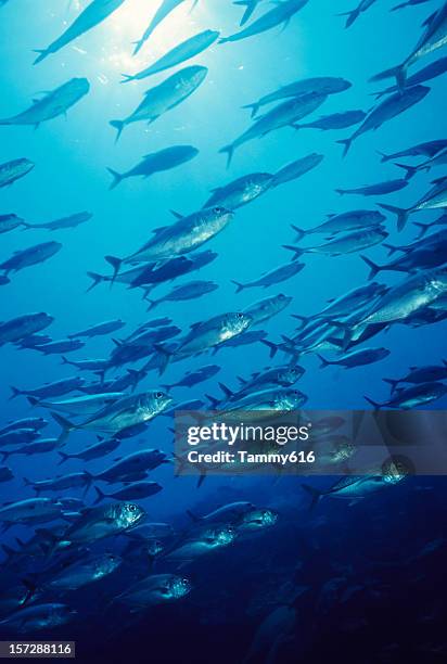 jacks in blue water - papua new guinea school stock pictures, royalty-free photos & images