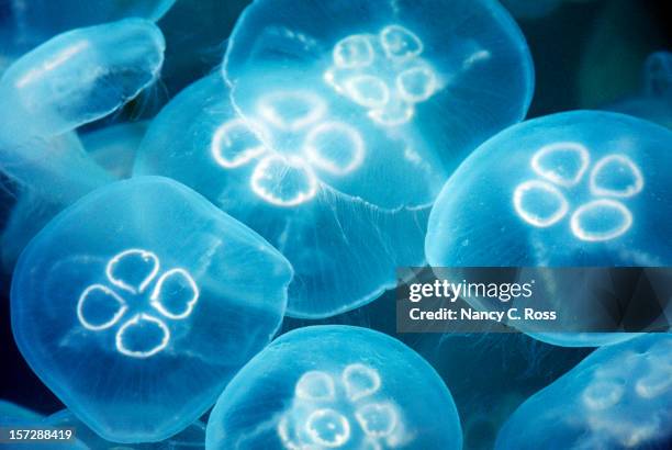 quallen, transparenten, jelly fisch und lebende tiere, meer, ozean, cnidaria - fluoreszierend stock-fotos und bilder