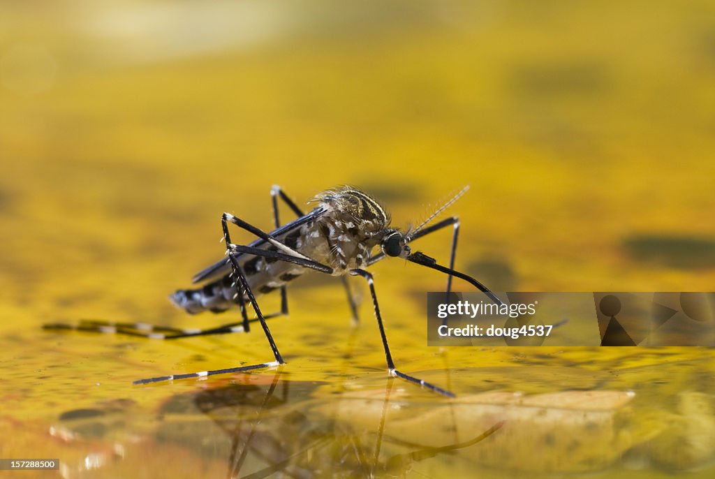 Mosquito on Water