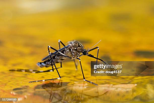 mosquito na água - plasmódio - fotografias e filmes do acervo