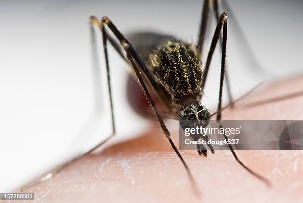 closeup of mosquito sucking blood out of arm - malaria parasite stock pictures, royalty-free photos & images