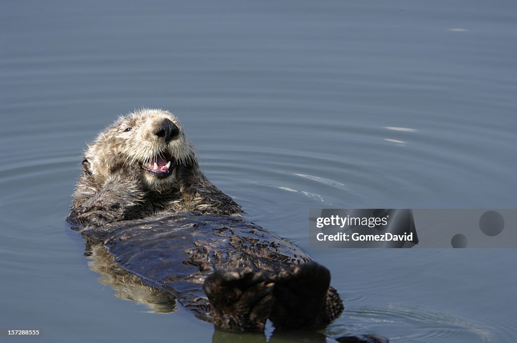 Repousando selvagem jurisprudência Lontra-do-mar flutua na água.