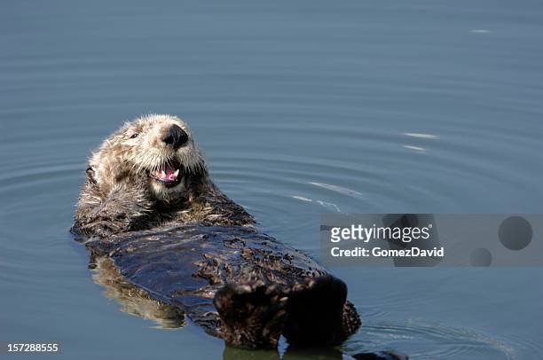 resting wild sea otter pondering floating in water. - sea otter 個照片及圖片檔