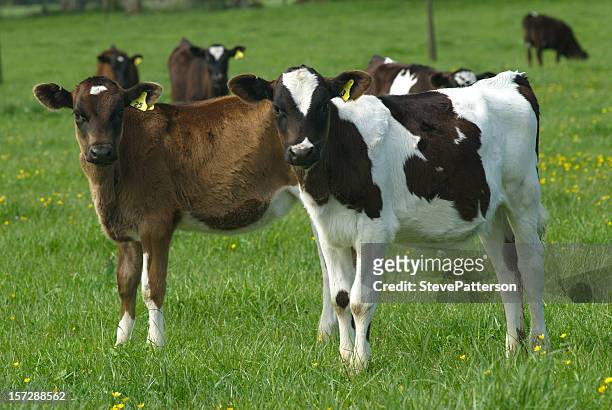 dois vitelos em campo - calf imagens e fotografias de stock