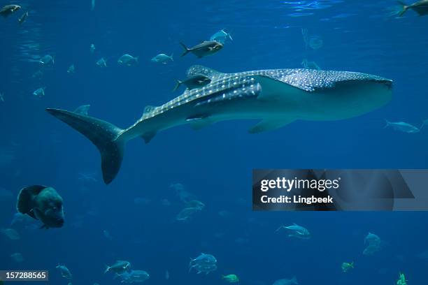 whale sharks and lots of fish - walvishaai stockfoto's en -beelden