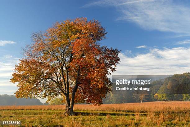 beautiful fall colors - valley forge stockfoto's en -beelden