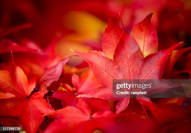 hojas otoñales - arce rojo fotografías e imágenes de stock