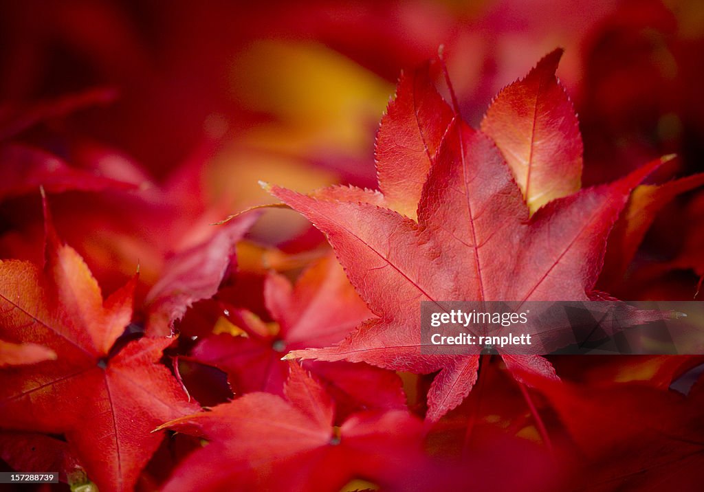 Feuilles d'automne