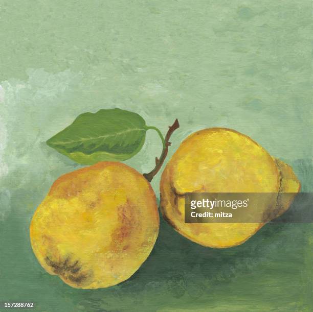 two quinces - still life stock illustrations