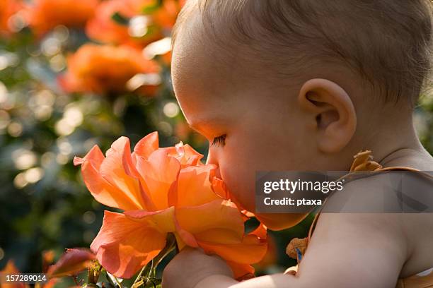 baby mädchen riechen-rose - feld rose stock-fotos und bilder