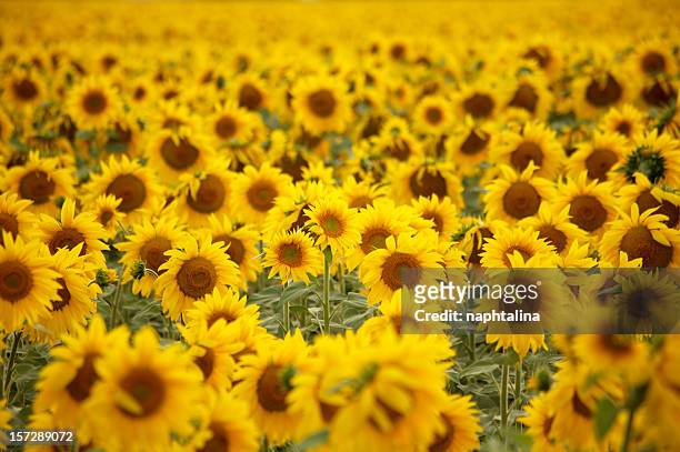 sunflower field - 2 - sun flower stockfoto's en -beelden