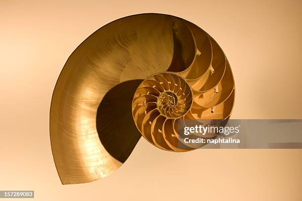 nautilus shell - nautilus stock pictures, royalty-free photos & images