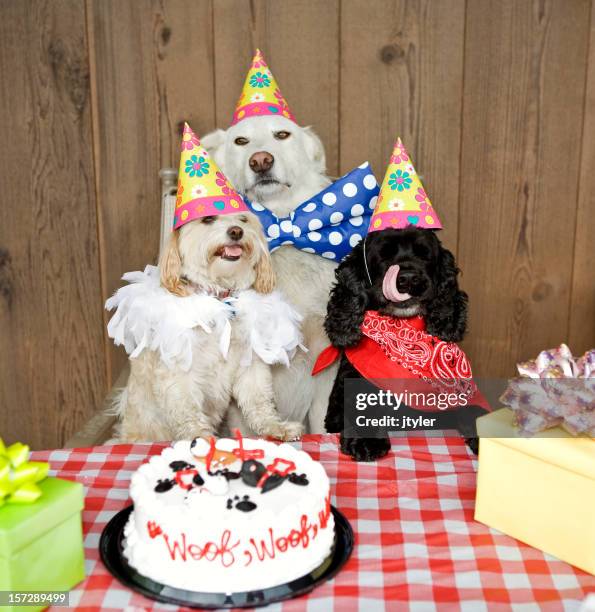 happy birthday to you! - dog birthday stock pictures, royalty-free photos & images