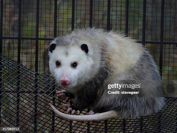 opossum - opossum stock pictures, royalty-free photos & images