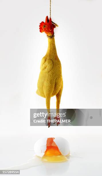 725 Funny Rooster Photos and Premium High Res Pictures - Getty Images 725 Funny Rooster Photos and Premium High Res Pictures - Getty Images