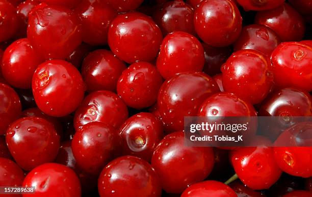 lotes of cherries (expressão inglesa - ginja imagens e fotografias de stock