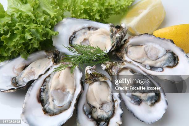 oysters on white plate - oysters stockfoto's en -beelden