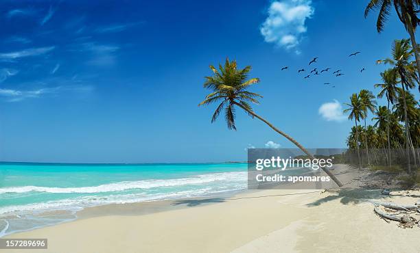 tropical white sand virgin beach - coconut isolated stock pictures, royalty-free photos & images