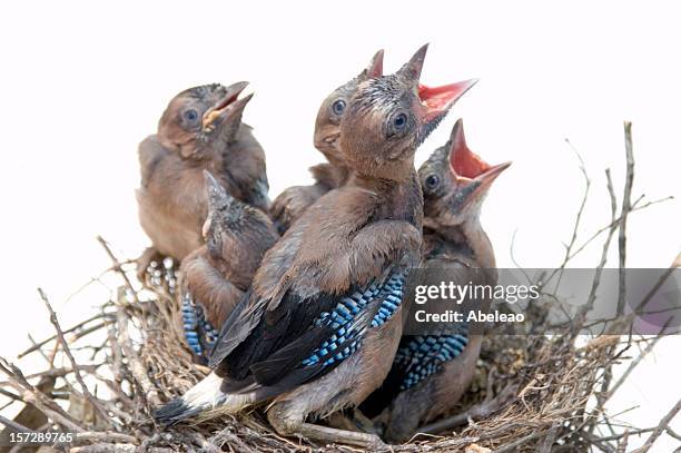 jays on nest - birds nest stock pictures, royalty-free photos & images