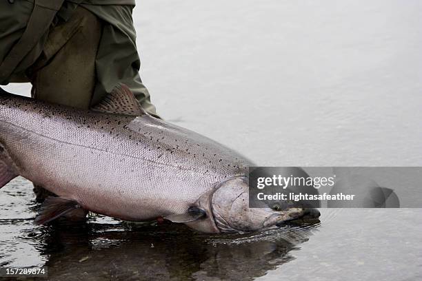 alaska king salmon release - chinook stock pictures, royalty-free photos & images