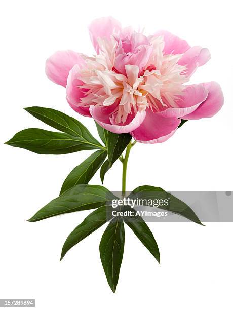 pink peony on white background (paeonia lactiflora) - peony stock pictures, royalty-free photos & images