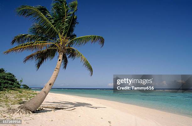 photo of lone palm tree and white sand beach - desert island stock pictures, royalty-free photos & images
