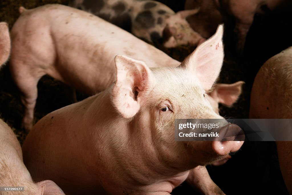 Schweine auf der farm