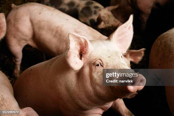 schweine auf der farm - schweinestall stock-fotos und bilder