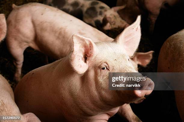 pigs on the farm - gris bildbanksfoton och bilder