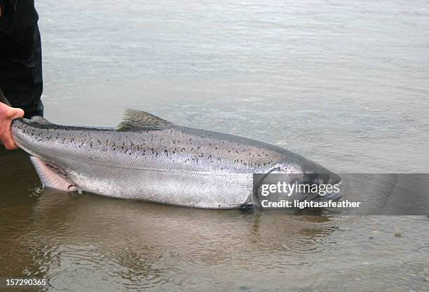 alaska king salmon release - chinook stock pictures, royalty-free photos & images