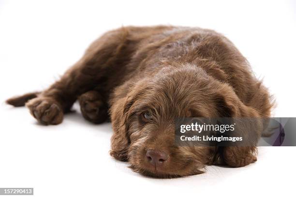 labradoodle welpe - labradoodle stock-fotos und bilder