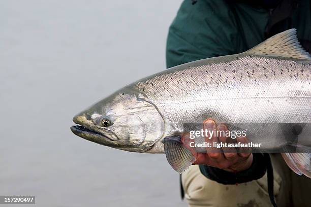 close-up shot of a captured alaska king salmon - chinook stock pictures, royalty-free photos & images