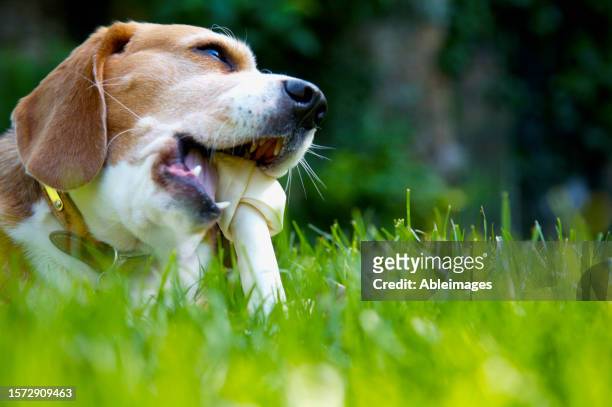 close up of tricolor beagle hound dog chewing bone - hound stock pictures, royalty-free photos & images