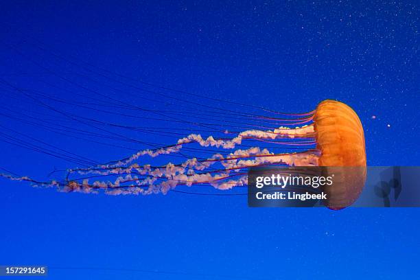 nettle mar - jellyfish - fotografias e filmes do acervo