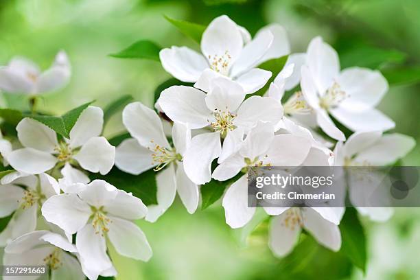 apple tree blossom - apple fruit white background stock pictures, royalty-free photos & images