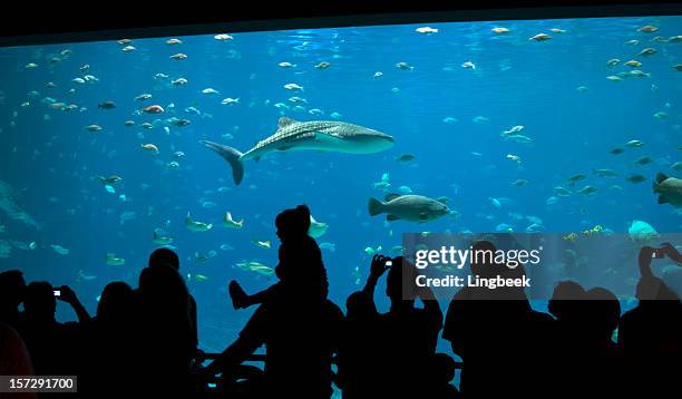 fun at the aquarium - museum tour stock pictures, royalty-free photos & images