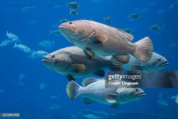 group of giant groupers - epinephelus lanceolatus stock pictures, royalty-free photos & images