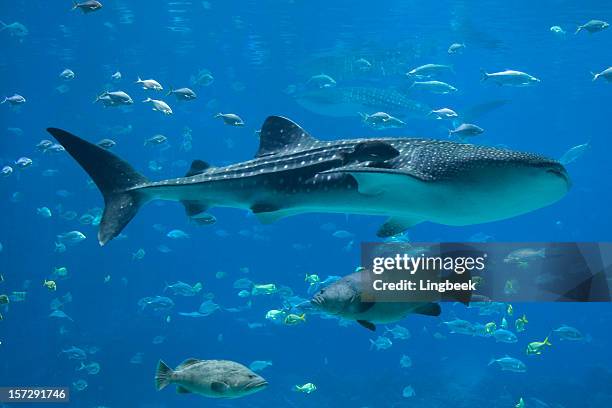 groupers, whale sharks and lots of fish - epinephelus lanceolatus stock pictures, royalty-free photos & images