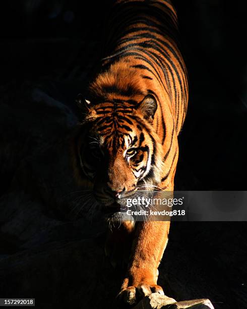 tiger - tiere bei der jagd stock-fotos und bilder