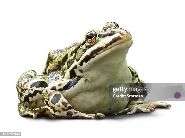 fat frog isolated on white background - bullfrog stock pictures, royalty-free photos & images