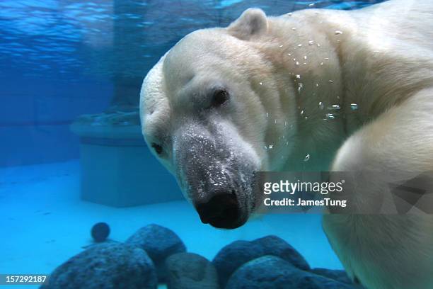 polar bear swimming in tank, looking at camera - isbjörn bildbanksfoton och bilder