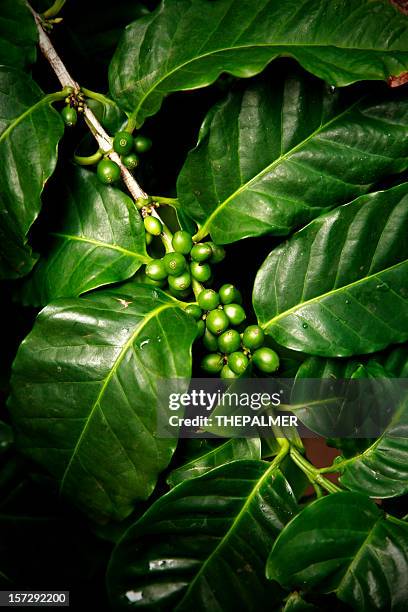 coffee beans - coffee plant stock pictures, royalty-free photos & images