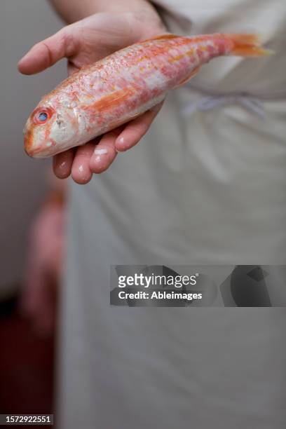 close up of fishmonger's hands holding fish - mullet haircut woman stock pictures, royalty-free photos & images