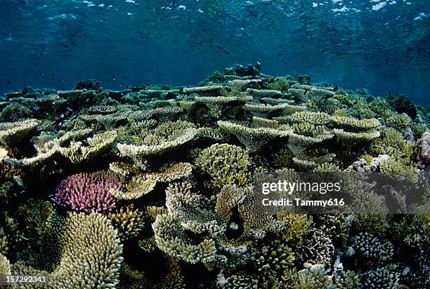 beautiful coloured hard coral reef - mushroom coral stock pictures, royalty-free photos & images