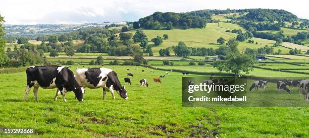 vue panoramique de vaches laitières - vache laitière photos et images de collection