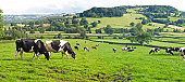 Panoramic of Dairy Cows